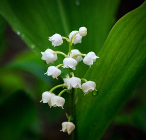 The most beautiful native Hungarian plants - Daily News Hungary