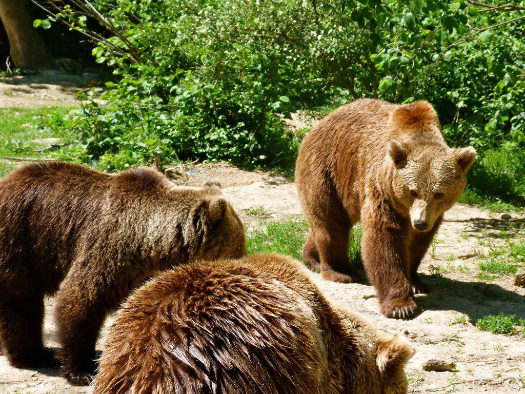 bears Szeklerland