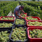 Inexpensive Hungarian wines praised by the Independent