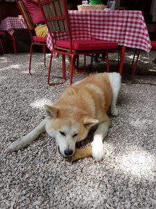 dog-friendly restaurant