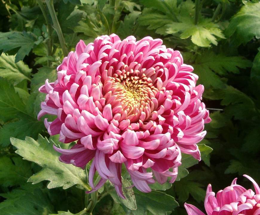 fleur, chrysanthème
