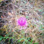 flower, budapest, nature