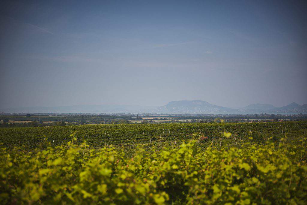 Sparkling South Balaton - Hungarian vineyards