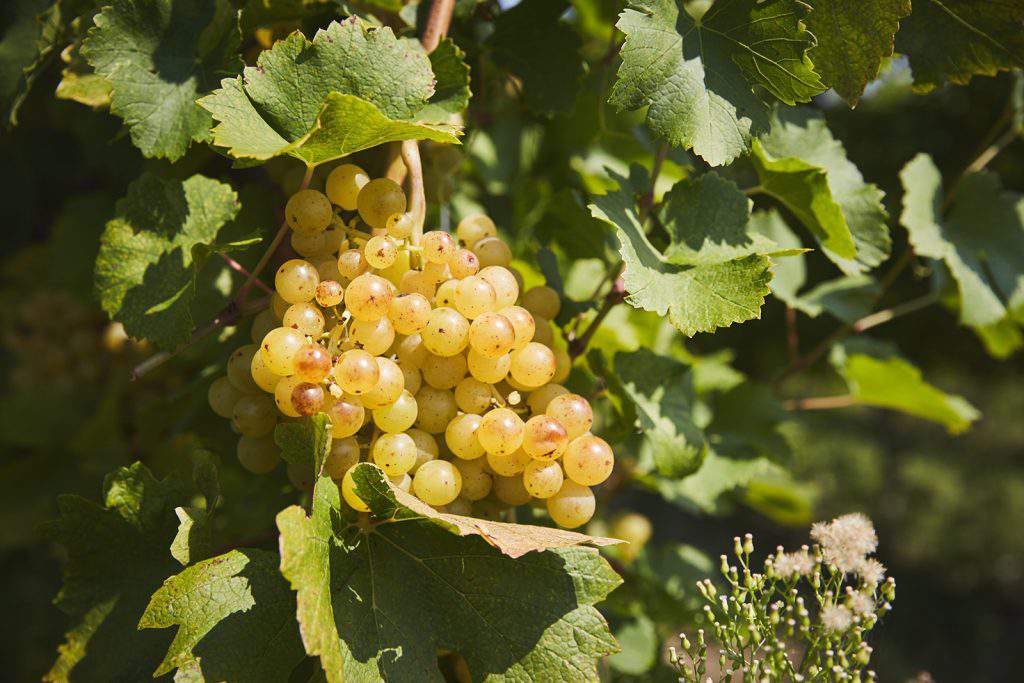 Sparkling South Balaton - Hungarian vineyards