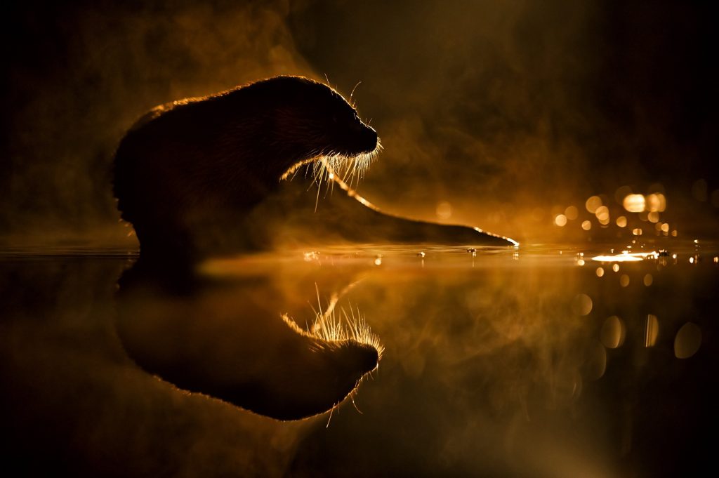 The best Hungarian Press Photos of 2018