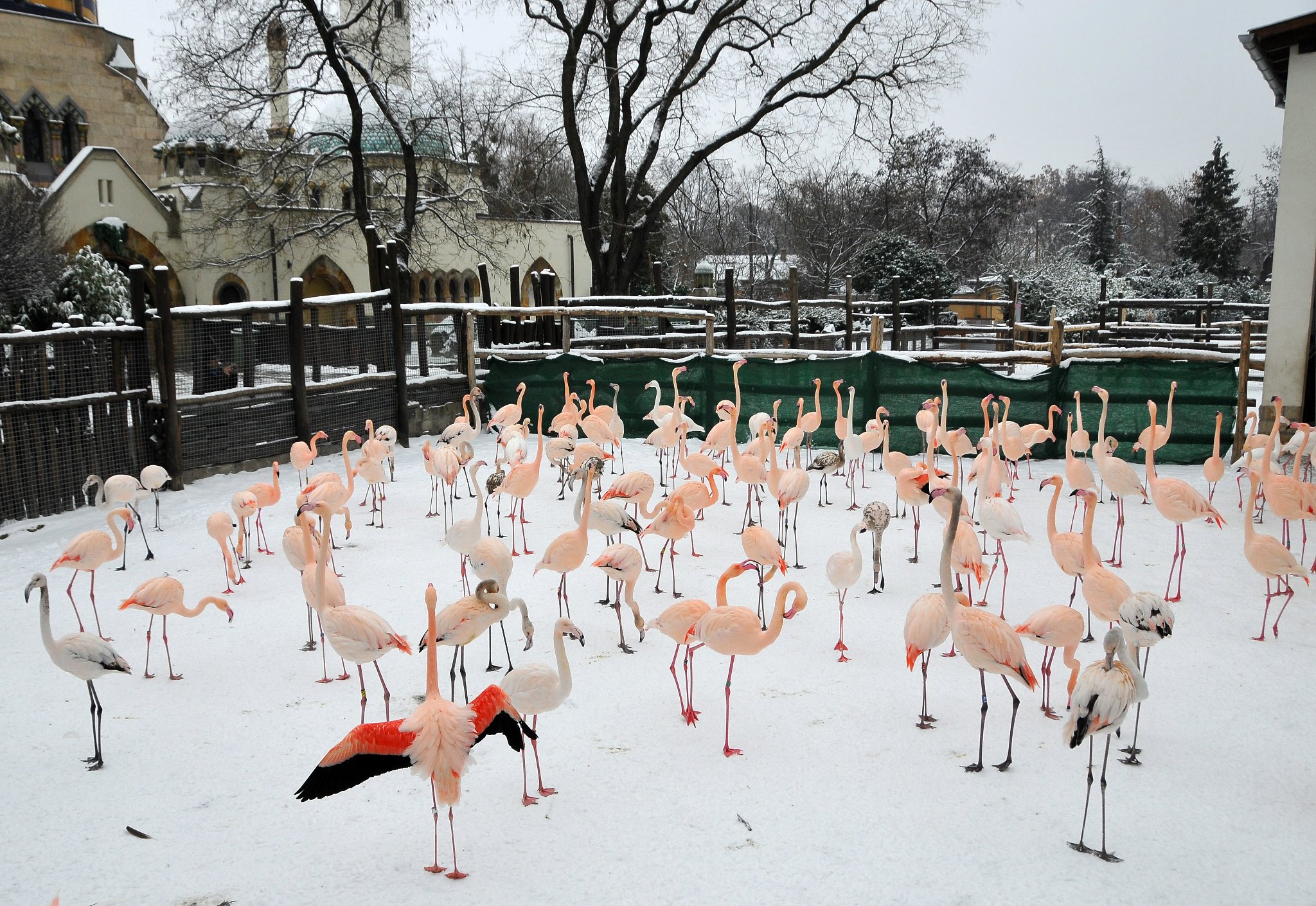 grădina zoologică din Budapesta