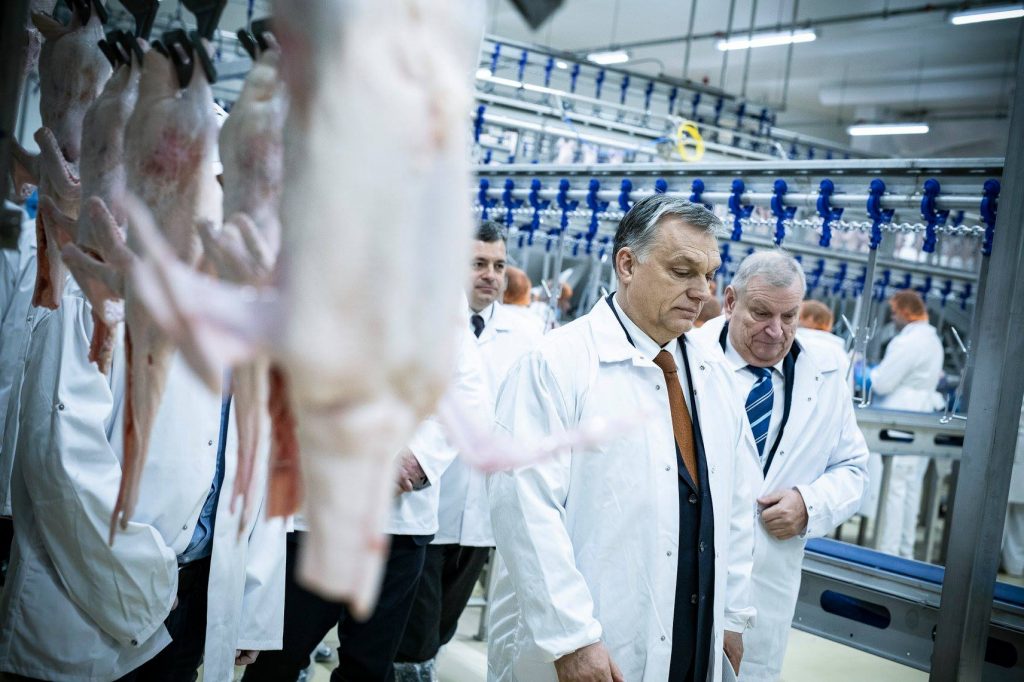 duck meat mélykút hunent Hungary