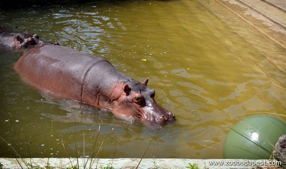 hipopotami zoo din Budapesta