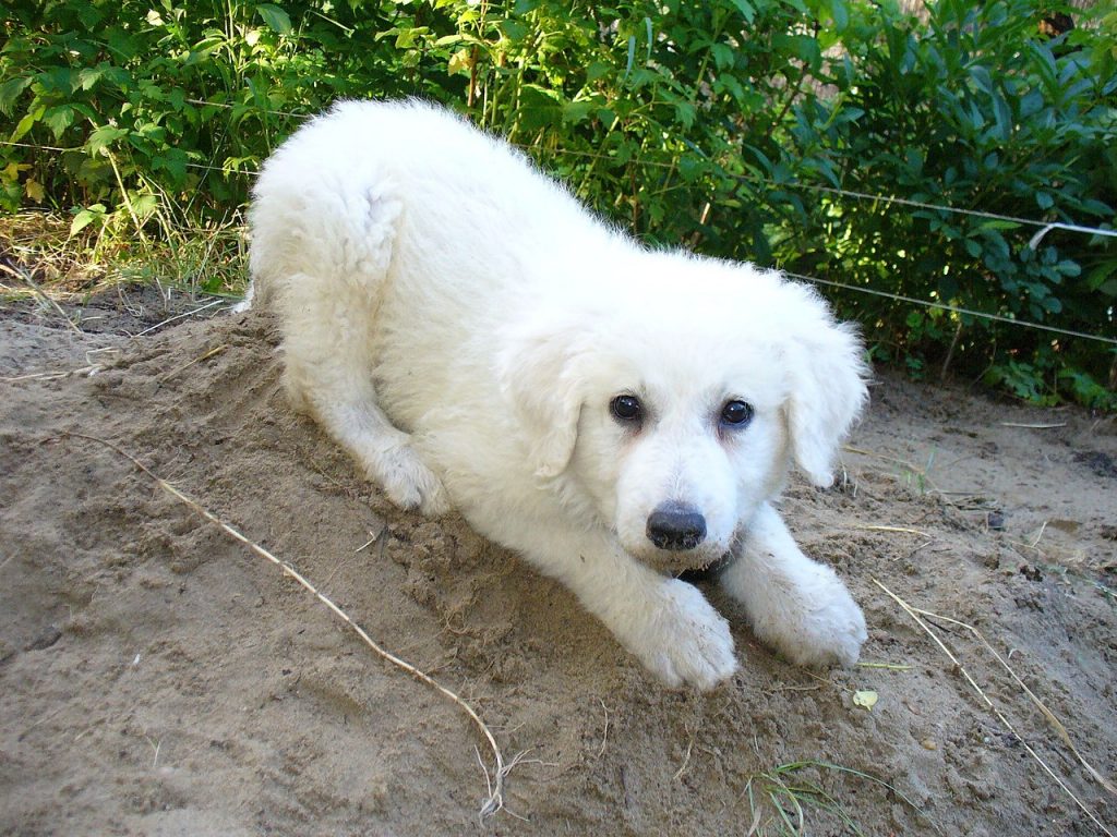 Kuvasz dog breed