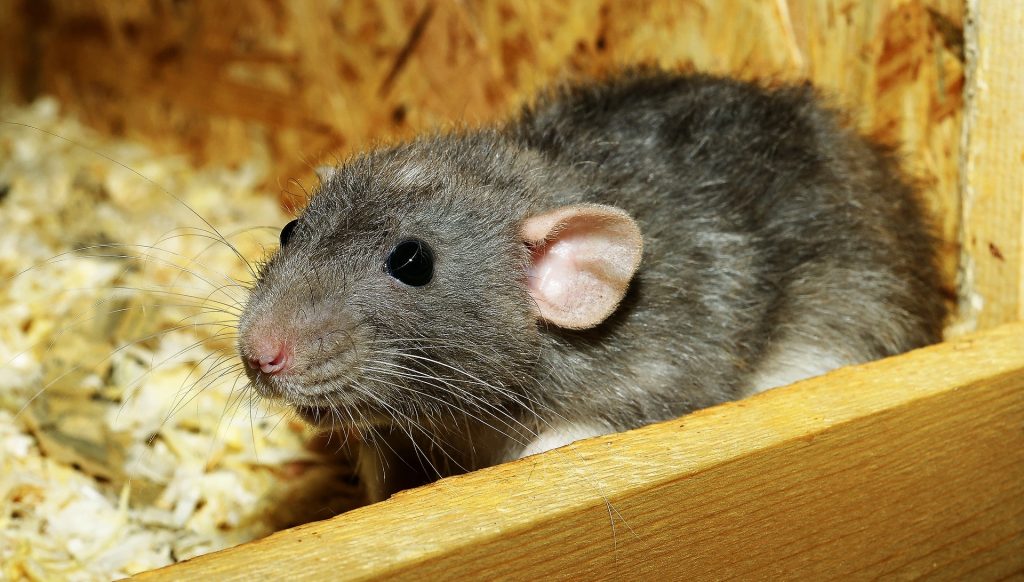 चूहा, जानवर, बुडापेस्ट