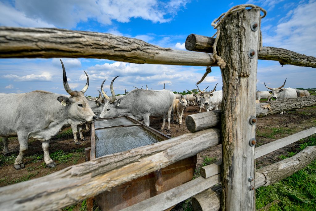 Herd of gray cattle in Hortobágy