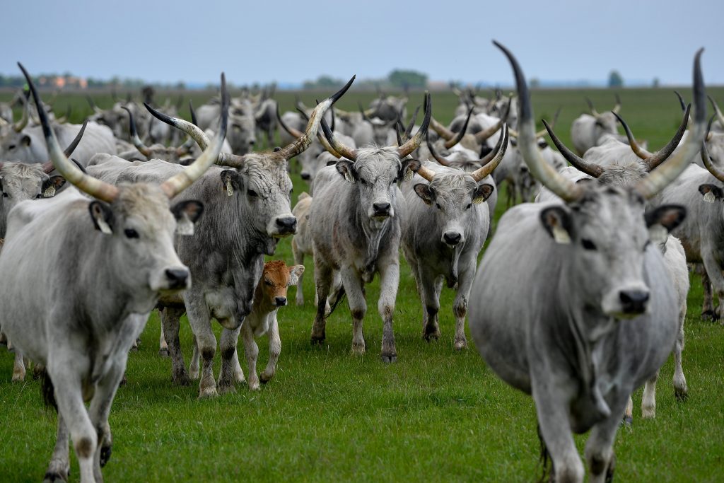 Herd of gray cattle in Hortobágy