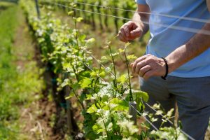 egri csillag wine vineyard Hungary