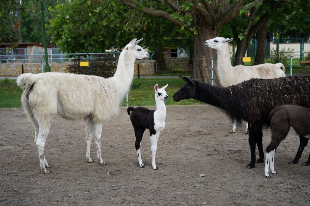 Noch ein neugeborenes Lama im Zoo von Debrecen