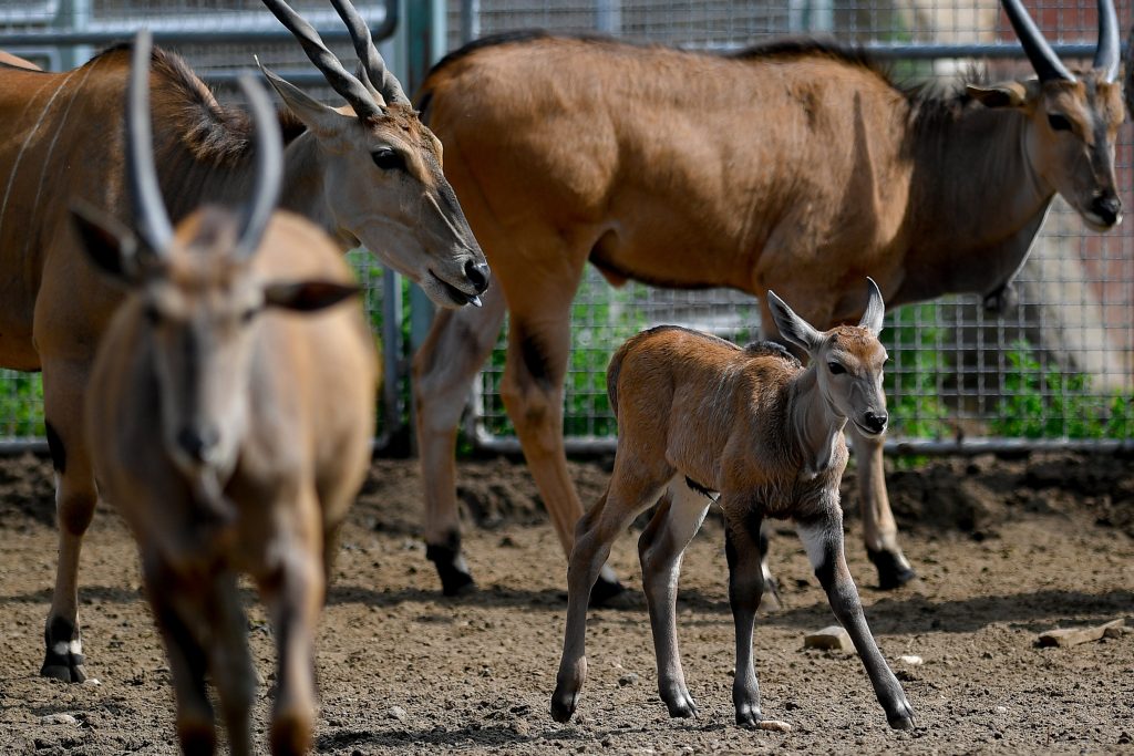 mládě antilopy debrecínské zoo