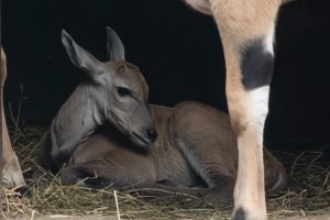 bébé antilope zoo de debrecen