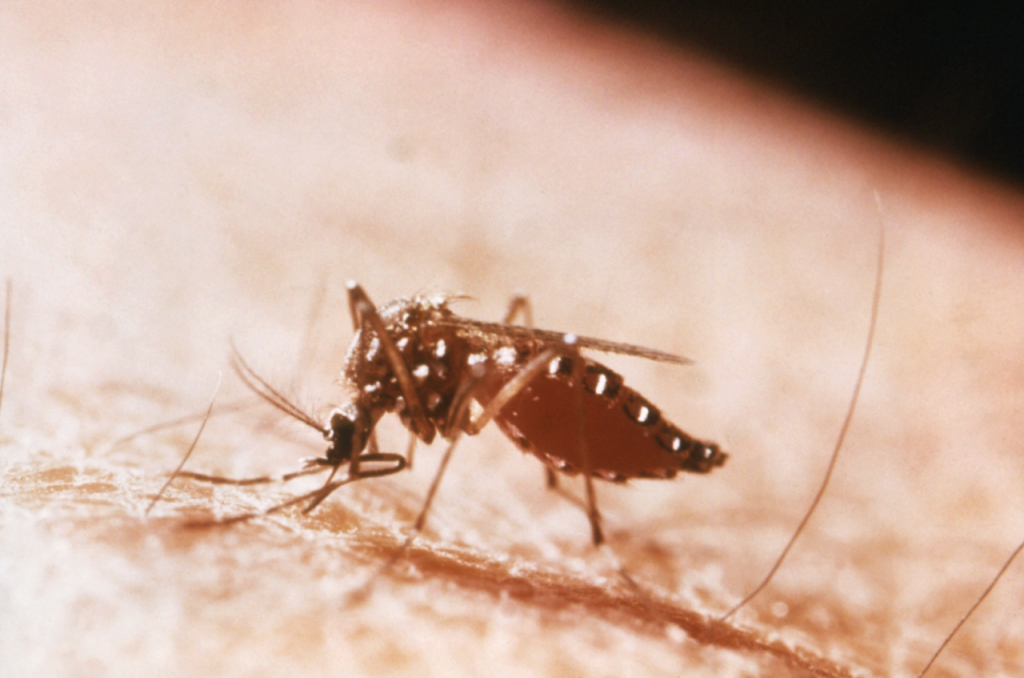 mosquito, disease, Africa, Hungary