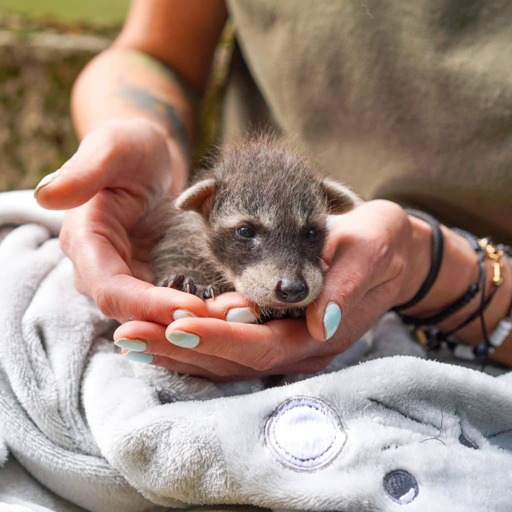 Daily cute - Newborn raccoon at the Debrecen Zoo