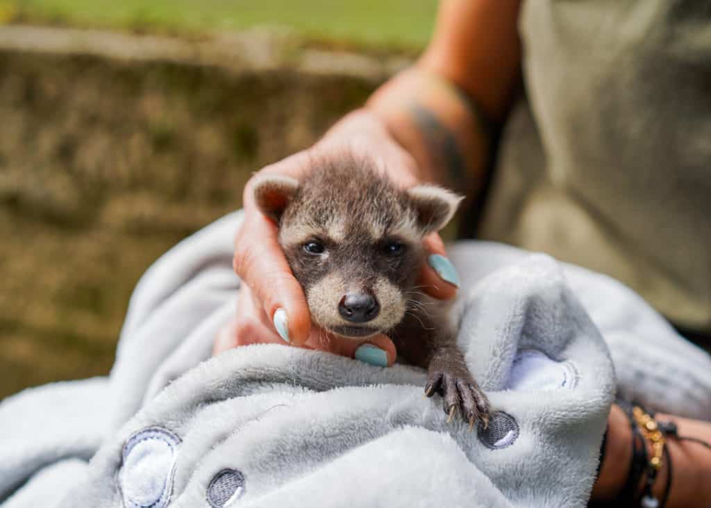 Daily cute - Newborn raccoon at the Debrecen Zoo