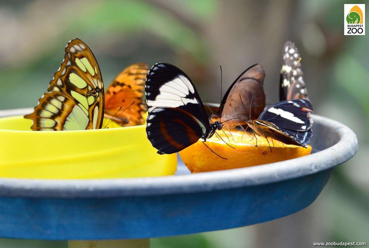 butterfly garden budapest zoo Bagosi Zoltan
