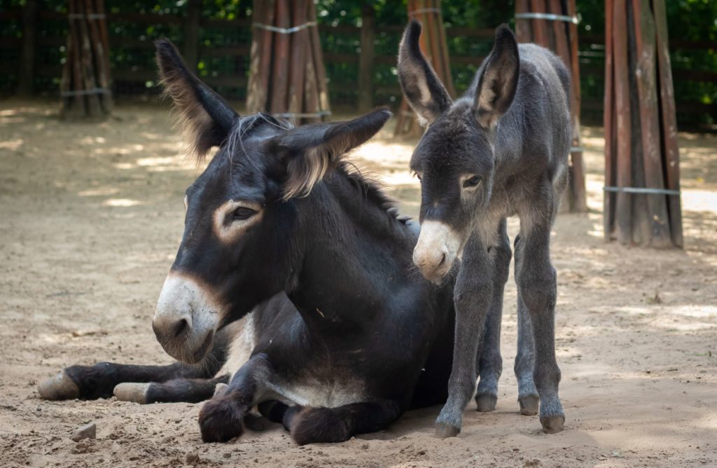 Neugeborener Esel im Zoo von Debrecen