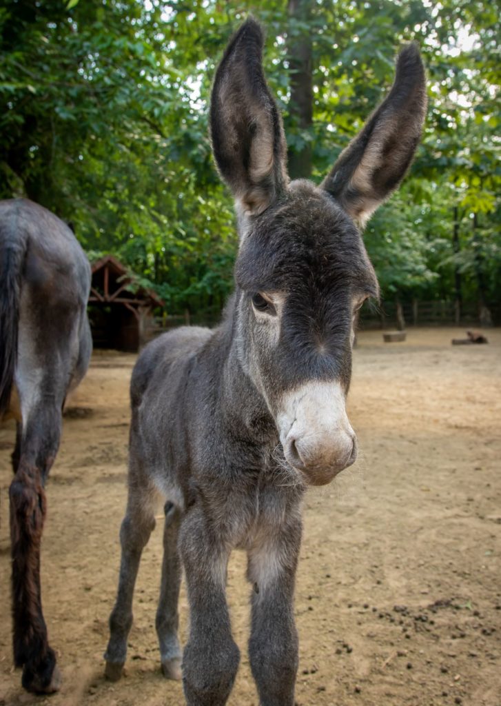 Newborn donkey at Debrecen Zoo