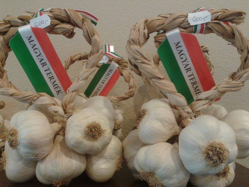 Record - longest string of garlic Makó