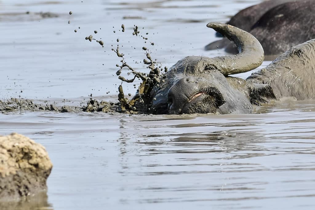 buffalo herd in hortobágy