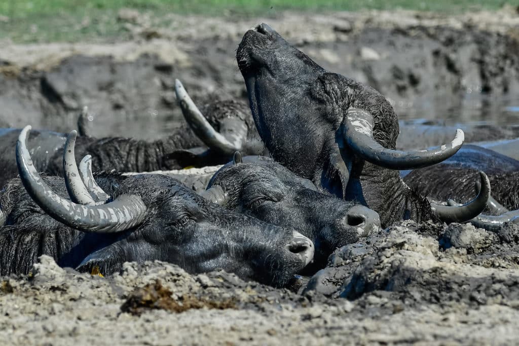 buffalo herd in hortobágy