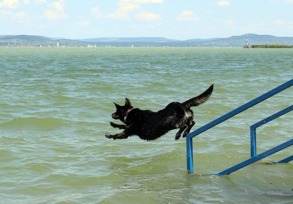 pes, mazlíček, jezero