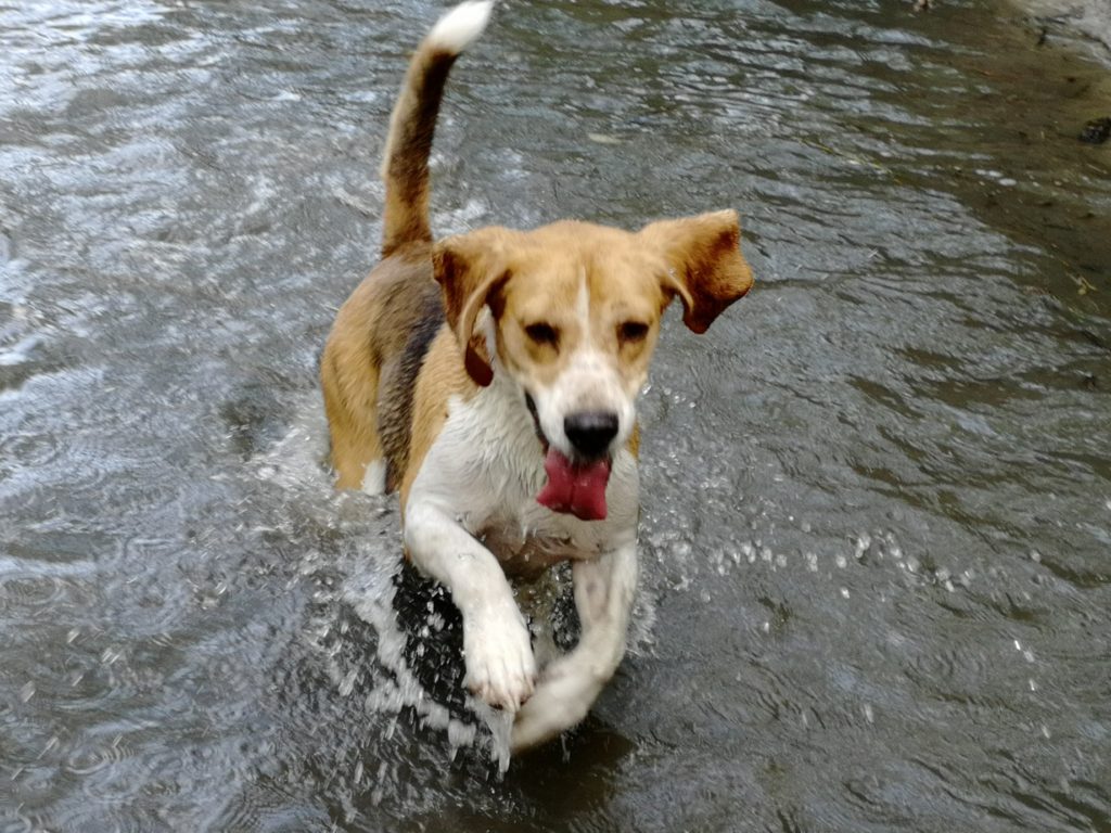 الكلب والسباحة والحيوانات الأليفة