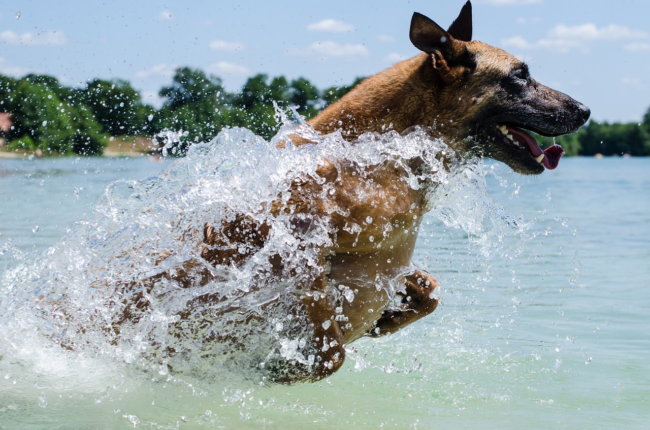 dog, water, swimming, summer