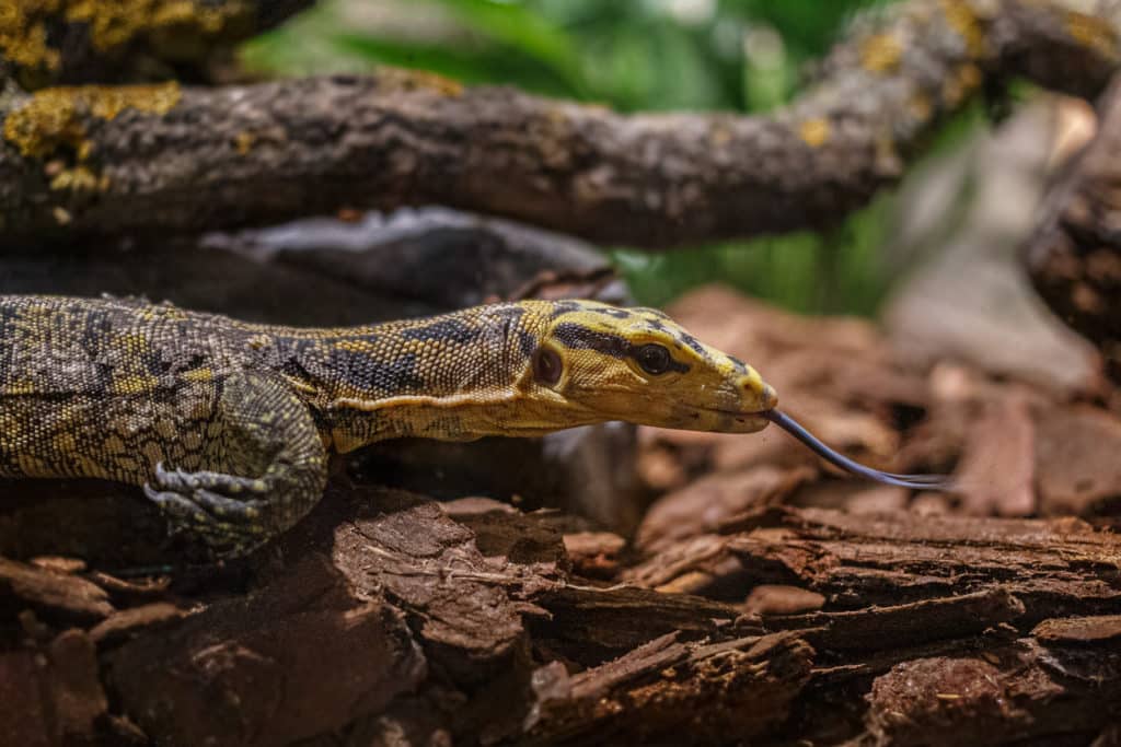 Yellow-Headed Water Monitor at Debrecen Zoo