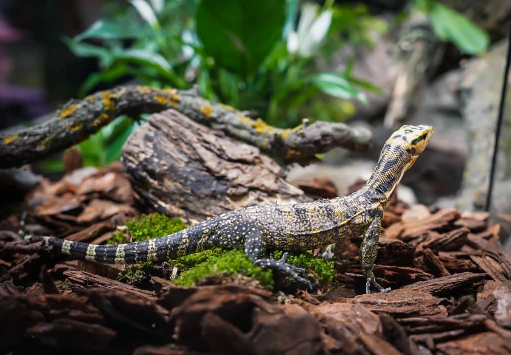 Yellow-Headed Water Monitor at Debrecen Zoo