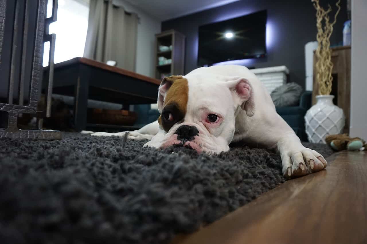 getting dog hair out of carpet