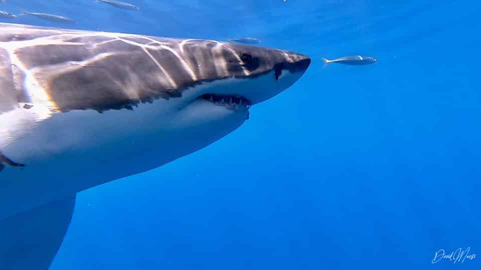 Венгерский фотограф акул