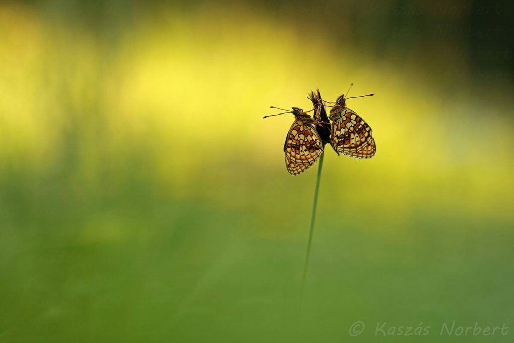 Hungary nature photo