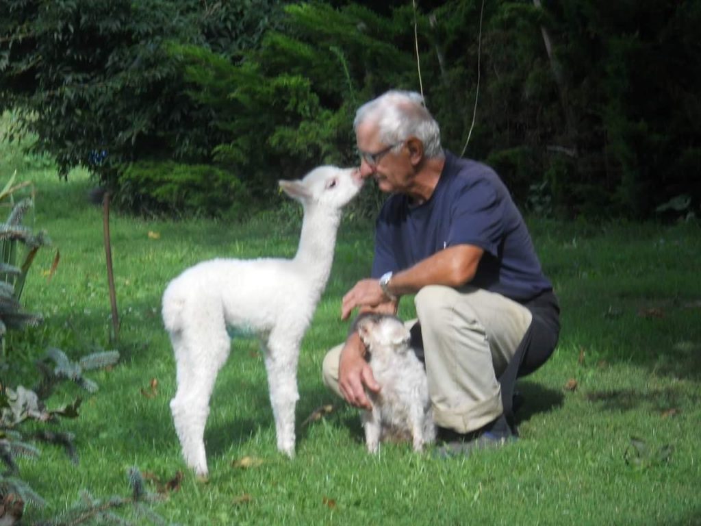 Demjén, family, Hungary, alpaca