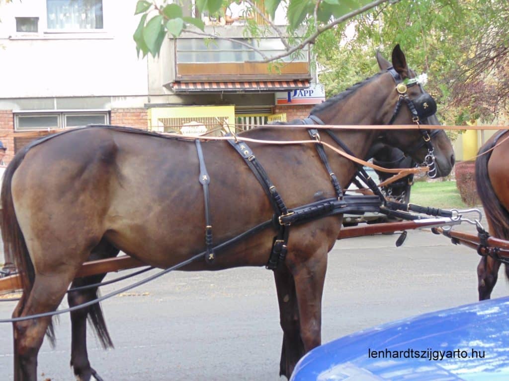 horse, Makó, Lehardt, Hungary