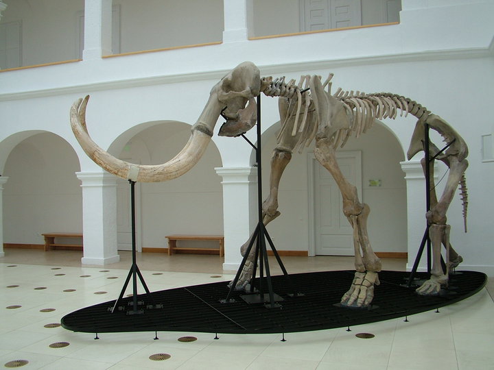 Prehistorické fosilie