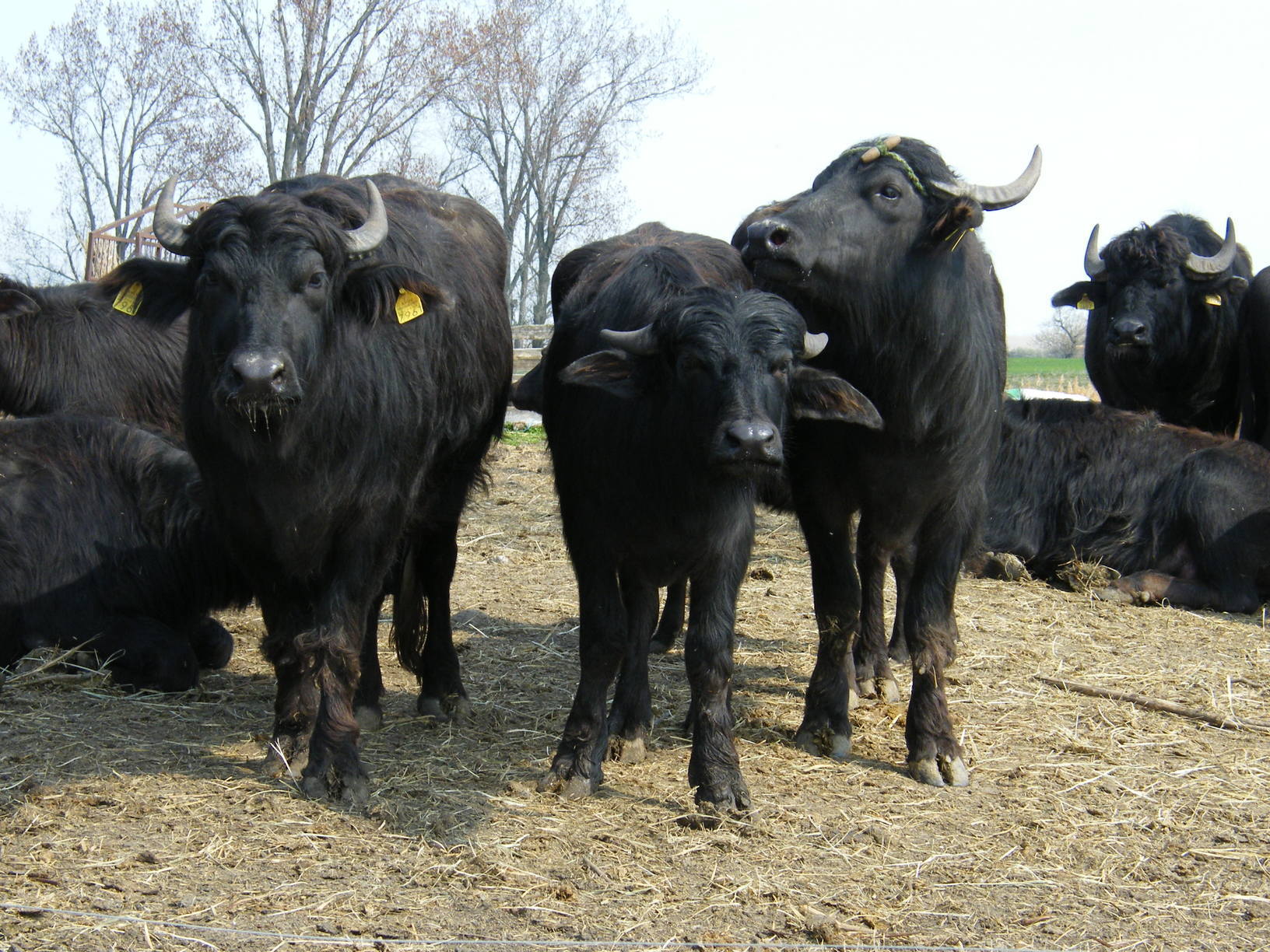 Hungarian Buffalo Livestock Farm Animal