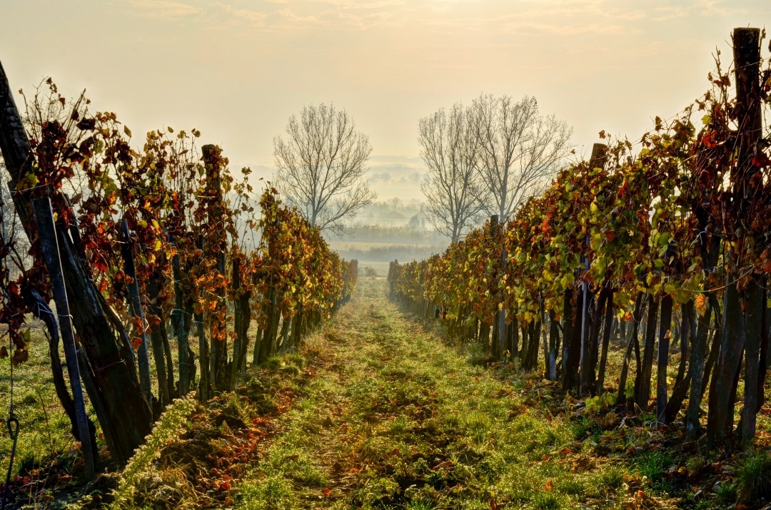 Tokaj, wine, region, Hungary