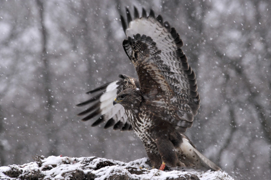 buzzard