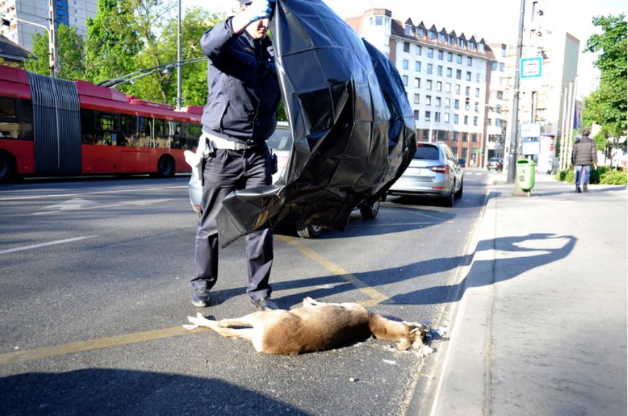 Deer hit in Budapest