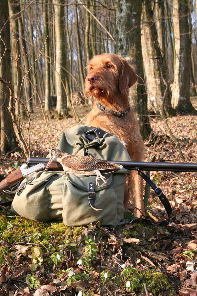 Drótszőrű magyar vizsla-Hungarian wire-haired pointer-dog