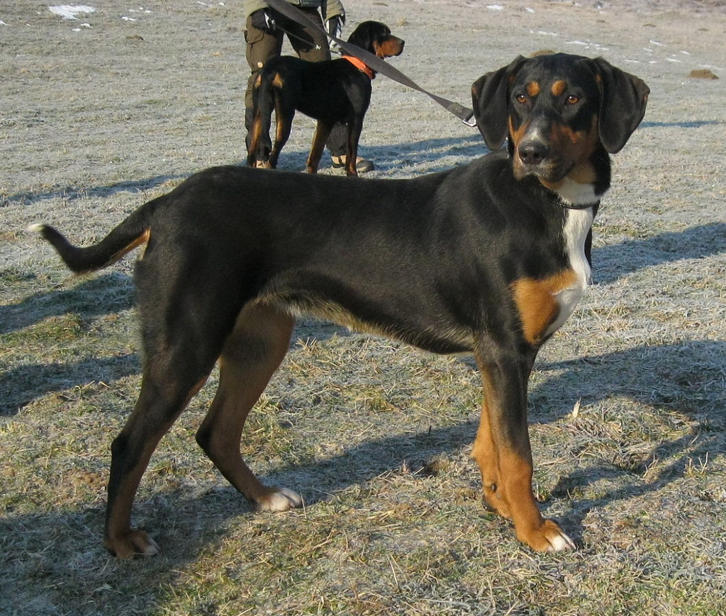 Erdélyi kopó-Transylvanian hound-dog