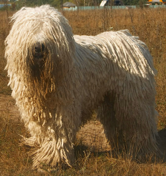 Komondor-mađarski-pas