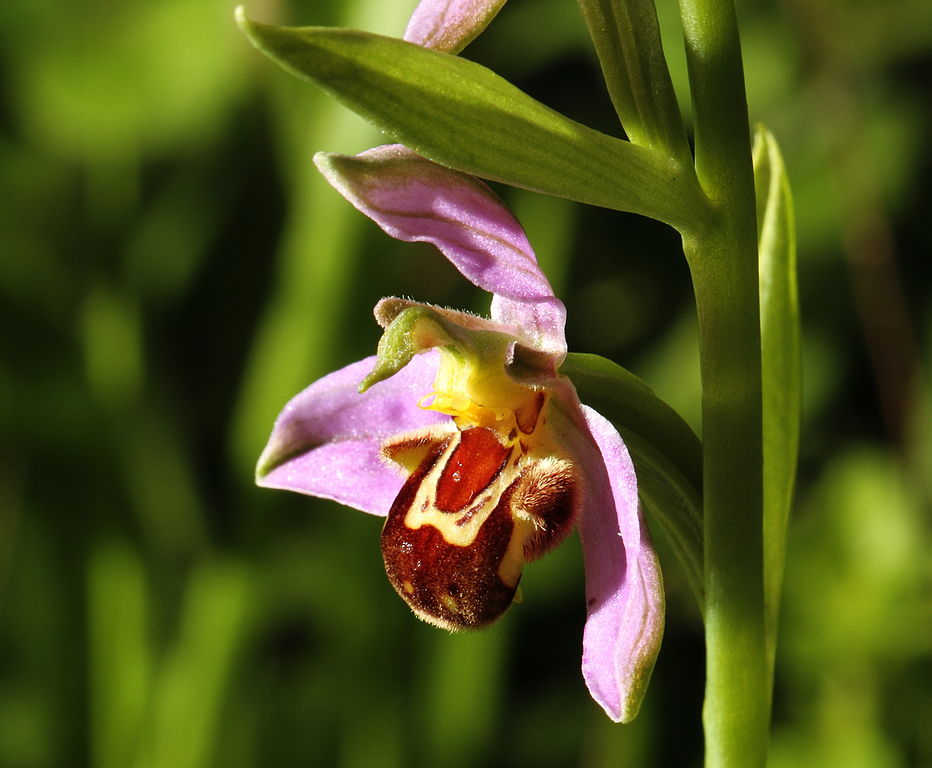 Мебанго - пчелиная орхидея
