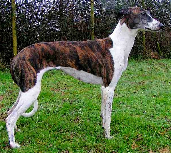 Magyar-agár-Hungarian-greyhound-dog