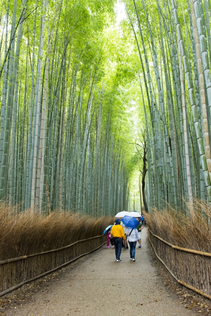 arashiyama-boschetto di bambù